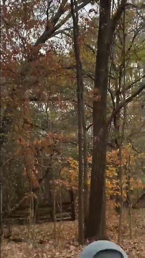 Cedar Waxwing Release!