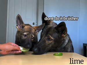 372K views · 12K reactions | german shepherd puppy grows up to be a...