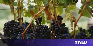 Vine gets 17  age rating, option to report users; finally enables social sharing after videos are posted