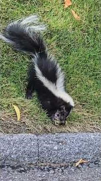 Baby Skunk Eats an American Toad Nature’s Unexpected Snack #skunks #toad #nature #canada #animals