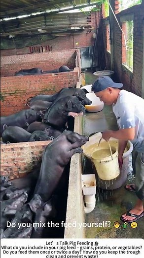 Feeding Time at the Pigsty – A Daily Ritual of Hunger and Hustle 🐷🌾