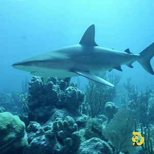 28K views · 855 reactions | Who’s watching?? 麗 Dr. Pimple Popper Pops #SharkWeek is on NOW on Discovery and streaming on discovery+. | Shark Week | Facebook