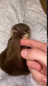 139K views · 2.3K reactions | Baby Casper 簾 LIKE the page to discover my animal adventures  | Jacob Feder | Facebook