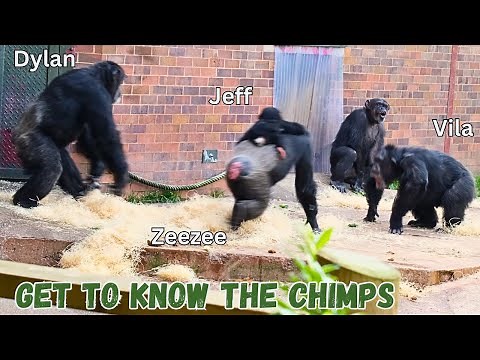Get To Know The Chester Zoo Chimpanzee Troop