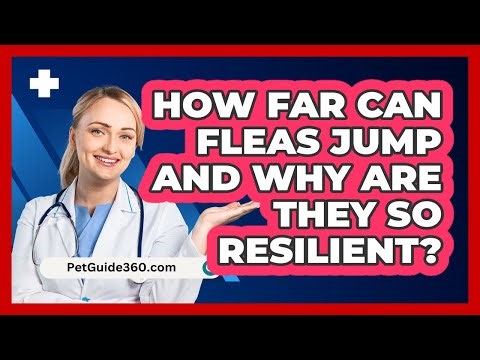 How Far Can Fleas Jump And Why Are They So Resilient? - PetGuide360.com