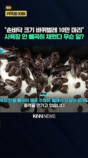'Swarm' of 100,000 Giant Cockroaches Discovered: Utter Shock / KNN