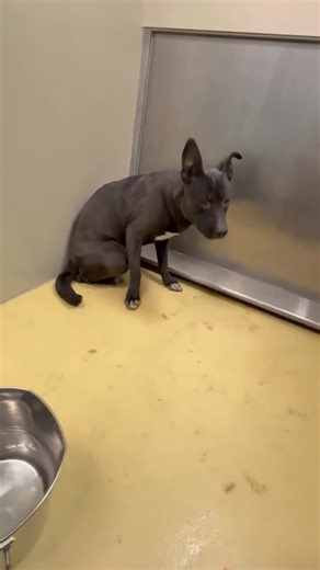 🕊️😭UPDATE: EUTHANIZED BY WICHITA ANIMAL SHELTER; only 48 dogs listed on the shelter website and only 67% capacity according to the email sent out by shelter leadership, there was no need for this. We are so sorry sweet baby… 😭🕊️ 🚨🚨🚨FIRM EUTH 5PM TODAY 2/12 💔😭🙏 🆘EXTREME DANGER- EUTH FOR FEAR 😭🆘 LOCATION: WICHITA KS ANIMAL SHELTER This baby is critically low on time. THESE ARE HER FINAL HOURS! 💔 She looks young and smaller, maybe ~40lbs! Her only crime is being afraid… Each hour she 