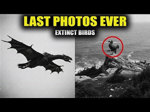 7 Final Photos of Extinct BIRDS