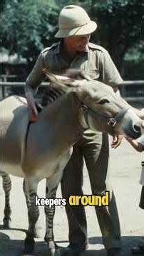 Lolita the Zonkey: Manila Zoo’s Forgotten Wonder