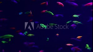 Neon glowfish in freshwater aquarium nature live animals life 4k video