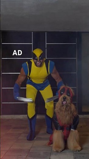 My dog dressed up as Deadpool for Halloween! #ad #dogcostume
