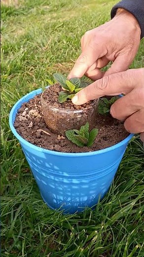 Mint in a pot with sprigs (My method) | #mint #garden #gardening