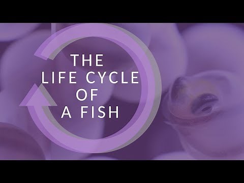 The Life Cycle of a Fish