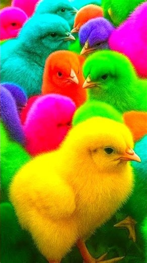 Rainbow Chicken, Cute Chicken, Colorful Chicken, Cute Duck, Cute Rabbit, Turtle
