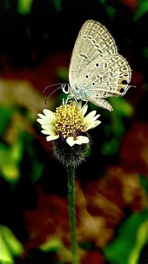 🆔 Common hedge blue butterfly (Acytolepis puspa)🦋🦋