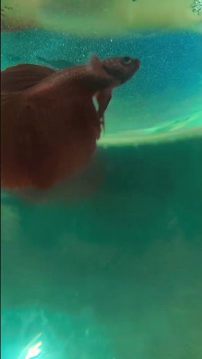 betta fish eating food