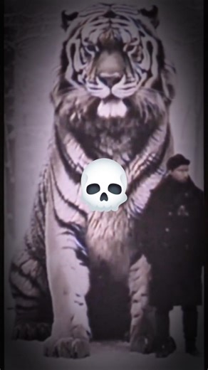 "POWER OF TRANSFORMATION"#tiger #python #octopus #snake #youtubeshorts