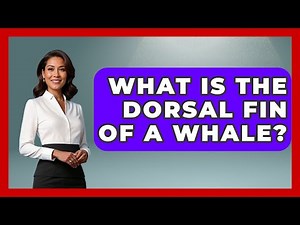 What Is The Dorsal Fin Of A Whale? - The Marine Life Explorer