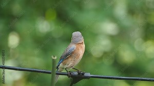 beautiful female eastern bluebird (Sialia sialis) on a wire