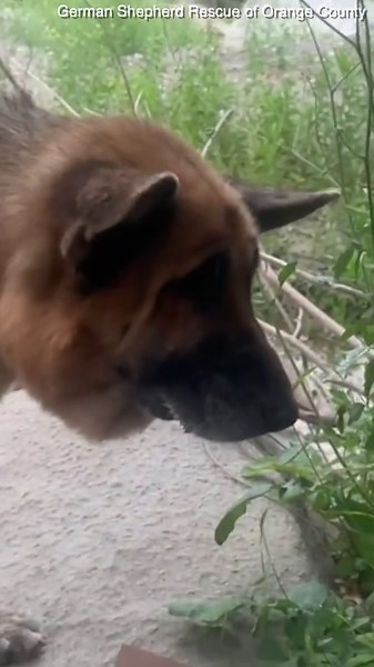 Dog appears healthy amid animal cruelty case