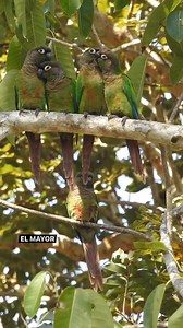 Una curiosidad de la cotorra de mejillas verdes #animals #facebookreel #animalslover | Curiosidades del mundo animal