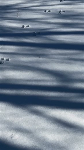 Drita Davanzo | 👽please tell me what tf kind of animal was in my yard..no entry..no exit. Why so big? 🥴😂😂🐾🐾answers below 👇 | Instagram