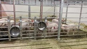 Watch Automatic Pig Waterer on Amazon Live