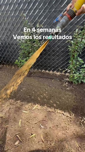 Consejos para el crecimiento del césped en 30 días