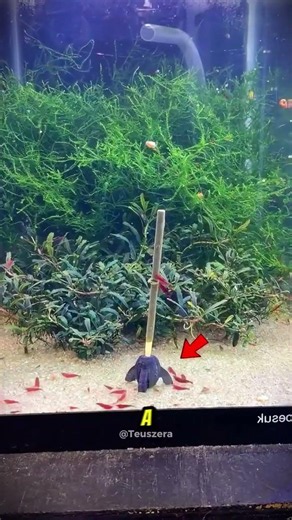 All the shrimp ran away… but seconds later they did this!