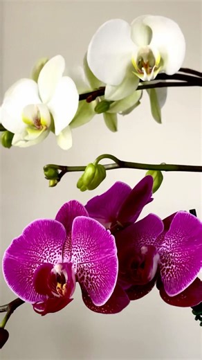 Phalaenopsis Orchids reappear in early Spring