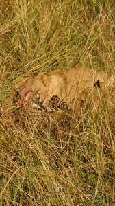 None of this zebra will go to waste!! #zebraplainsmoments #zebraplainscollection To enquire about, or book, a safari at one of Zebra Plains Collection's Mara Camps you can get in touch at: reservations@zebraplainsmara.com Or WhatsApp on 254790789122 Download our brochures to learn more about the camps: www.zebraplainscollection.com/brochures | Rob The Ranger Wildlife Videos