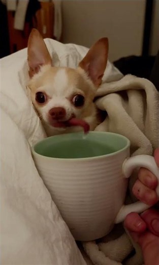 Lopsided Cup Pup || ViralHog