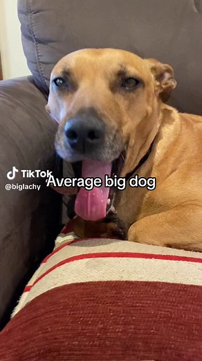 Big Dog Mates Small Dog - Funny Meme Video Compilation