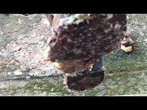 New Cowboy Boots Crushing Cakes in Public