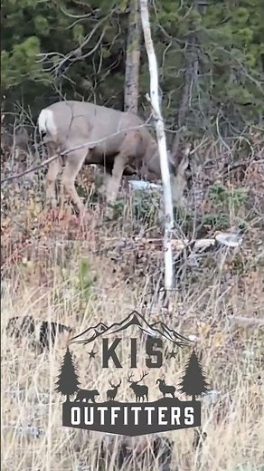 Monster Muley Buck This Morning on the Deer Opener UT Public Lands. #deerhunting