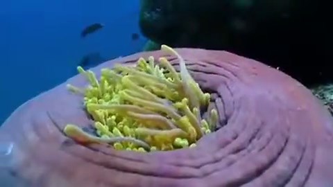 Nemo’s Playful Peekaboo Adventure Captured in Vibrant Colors