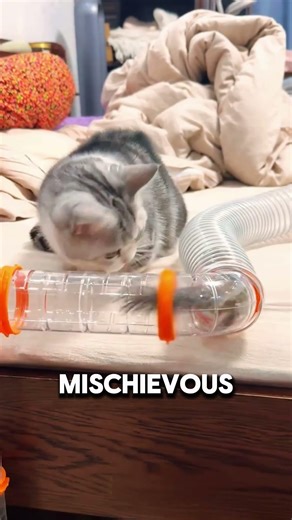 This Smart Squirrel Solved a Maze