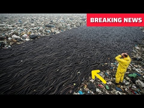 Millions of Worms Released in South Wales by Australia — The Aftermath Shocked Scientists