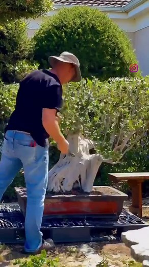 Ficus trimming made easy with ARS professional pruning shears. 💚🌿 . . . . #ficusbonsai #bonsaiwork #bonsaimaintenance #autumnbonsai #bonsaishop #onlinebonsai #learnbonsai #bonsaiteacher #learningbonsai #bonsaimakeover #bonsailife #japanesebonsai #bonsailove #bonsaitree #bonsaiart #bonsaigarden #bonsaiofinstagram #bonsaiworld #bonsai #bonsaisouthafrica #gardensouthafrica #plantloversparadise #terryerasmus #bonsaiapprentice #bonsaiskill #terryerasmusbonsai | Bonsai Tree
