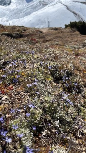 6.4K views · 150 reactions | Ama Dablam is a mountain in the eastern...
