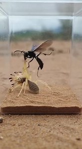 1.1M views · 5.9K reactions | A lightning-fast wasp meets a camel spider in a tense soil box standoff, where speed, instinct, and survival decide who rules the moment. ⚡️ #WaspVsSpider #NatureShowdown #PredatorClash #WildlifeDrama #InsectWorld #TinyHunters #AnimalInstinct #ViralReels #ExplorePage #FYP #TrendingNow #shortsviral #us #uk #canada #australia #newzealand | InsectVerse Nature | Facebook