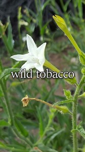 Native uses of wild tobacco. Note that the Indigenous peoples mentioned are still living cultures and when I use past tense it is to describe practices in a historical context. REFERENCES - Mails, Thomas E. 1972. The mystic warriors of the plains. Doubleday & Company, INC., Garden City, NY. - Seig, Louis. 1971. Tobacco, peace pipes, and Indians. Filter Press, Palmer Lake, CO. - Zigmond, Maurice L. 1981. Kawaiisu ethnobotany. University of Utah Press, Salt Lake City, UT. #ethnobotany #plants #her