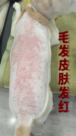 8 Essential Dog Distress Signs Every Pet Parent Should Recognize DogOwner PetHealth