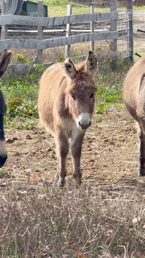 14K views · 1.1K reactions | Ah tiens les petits Phoebus et Paulin, ils ont bien grandit non ? Et pas encore 5 mois #Ânes #animaux #Anes #animals #minidonkeys #donkey #farming #Anons | Élevage le Galopin | Facebook