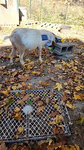 The way he accepted his fate... 🤣 | Furry Tails