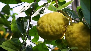 Yellow New Zealand Lemonade lemons (Citrus Limon) hanging on tree with leaves in the citrus garden plantation close up