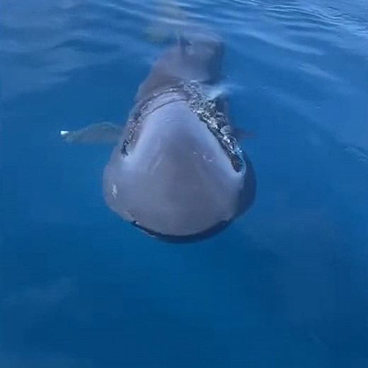 182K views · 698 reactions | The shark has only been seen in the U.S. six times. We love an elusive icon! | In The Know | Facebook