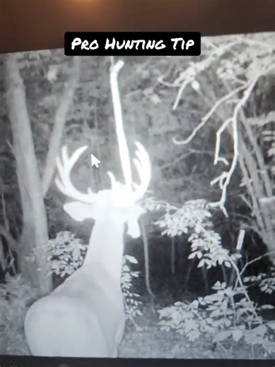 Follow for more hunting tips #deer #foodplot #whitetail #bowhunting #hunting