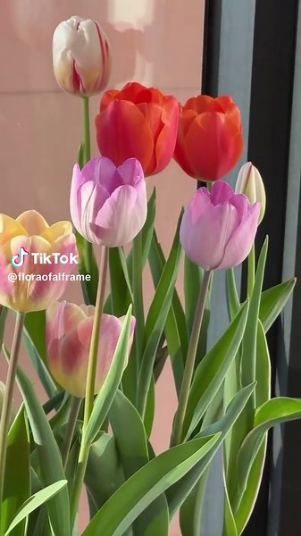 Stunning Tulip Gardens at Sunset