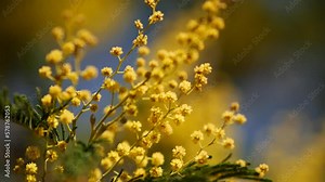 Beautiful bright yellow hairy mimosa flowers close-up. Blooming mimosa tree in early spring waves on wind. Sunny spring day. Acacia dealbata. Fluffy flowers in spring garden with sunny bokeh